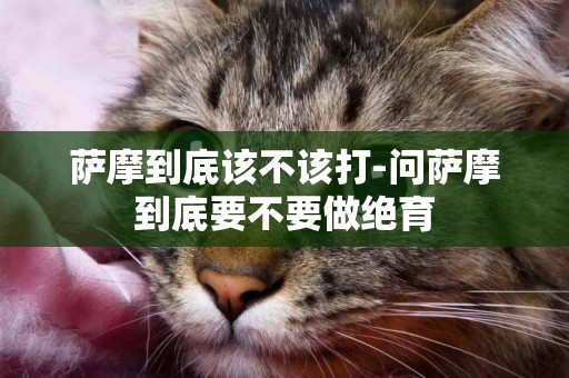 薩摩到底該不該打-問薩摩到底要不要做絕育