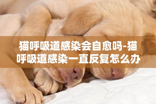 貓呼吸道感染會自愈嗎-貓呼吸道感染一直反復怎么辦