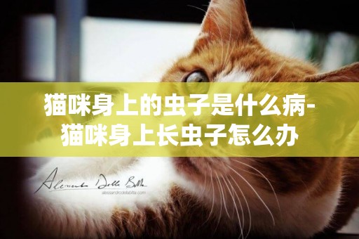 貓咪身上的蟲子是什么病-貓咪身上長蟲子怎么辦
