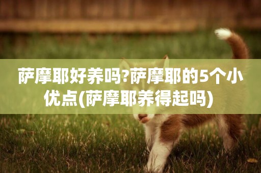 薩摩耶好養嗎?薩摩耶的5個小優點(薩摩耶養得起嗎) 