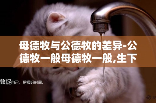 母德牧與公德牧的差異-公德牧一般母德牧一般,生下的后代怎樣