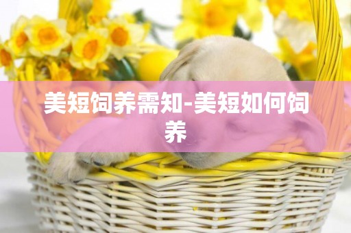 美短飼養需知-美短如何飼養
