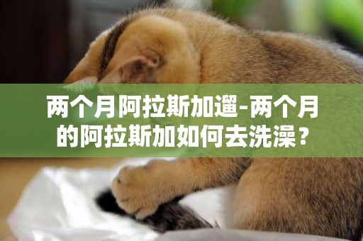 兩個月阿拉斯加遛-兩個月的阿拉斯加如何去洗澡？
