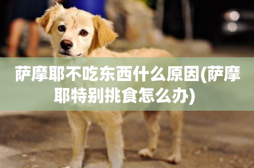 薩摩耶不吃東西什么原因(薩摩耶特別挑食怎么辦) 
