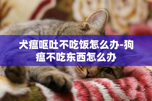犬瘟嘔吐不吃飯怎么辦-狗瘟不吃東西怎么辦