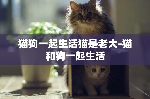 貓狗一起生活貓是老大-貓和狗一起生活