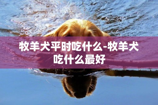 牧羊犬平時吃什么-牧羊犬吃什么最好