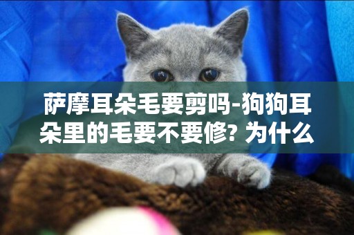 薩摩耳朵毛要剪嗎-狗狗耳朵里的毛要不要修? 為什么?