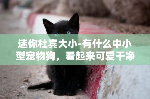 迷你杜賓大小-有什么中小型寵物狗，看起來可愛干凈，不到處大小便？