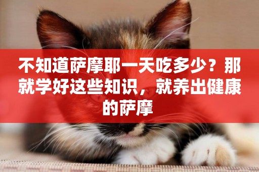 不知道薩摩耶一天吃多少？那就學好這些知識，就養出健康的薩摩 