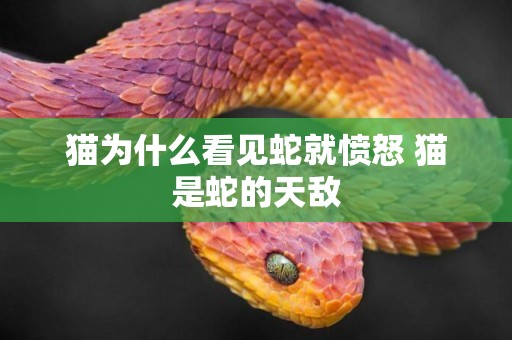 貓為什么看見蛇就憤怒 貓是蛇的天敵