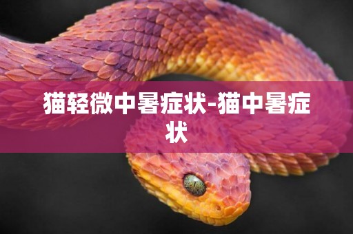貓輕微中暑癥狀-貓中暑癥狀