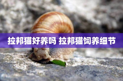 拉邦貓好養嗎 拉邦貓飼養細節