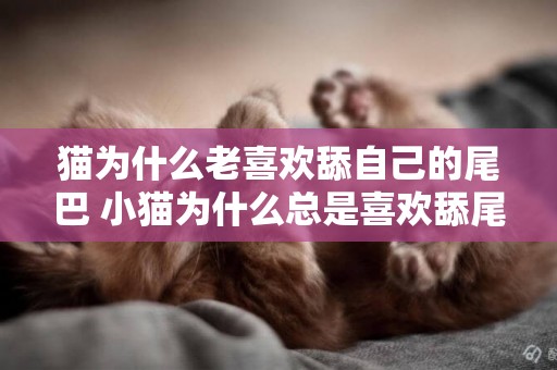 貓為什么老喜歡舔自己的尾巴 小貓為什么總是喜歡舔尾巴尖