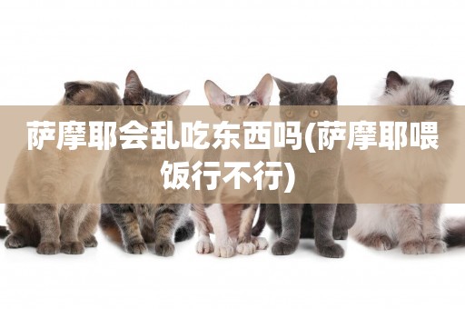 薩摩耶會亂吃東西嗎(薩摩耶喂飯行不行) 