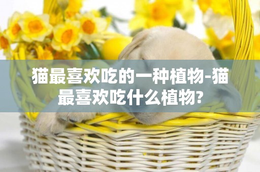 貓最喜歡吃的一種植物-貓最喜歡吃什么植物?