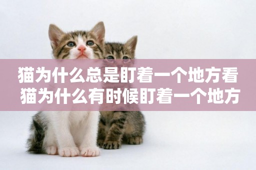 貓為什么總是盯著一個地方看 貓為什么有時候盯著一個地方