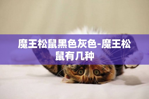 魔王松鼠黑色灰色-魔王松鼠有幾種