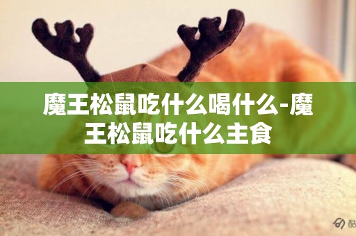 魔王松鼠吃什么喝什么-魔王松鼠吃什么主食