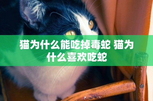 貓為什么能吃掉毒蛇 貓為什么喜歡吃蛇