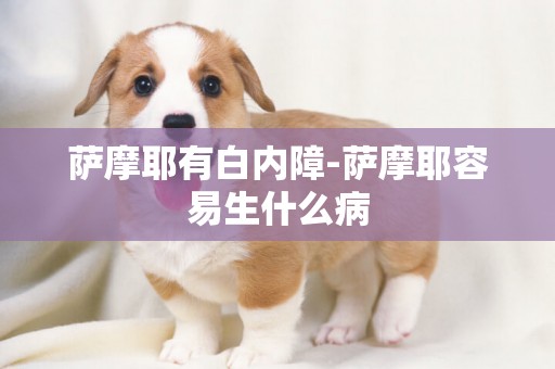 薩摩耶有白內障-薩摩耶容易生什么病
