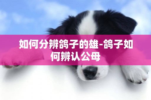 如何分辨鴿子的雄-鴿子如何辨認公母