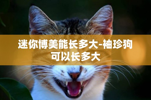 迷你博美能長多大-袖珍狗可以長多大