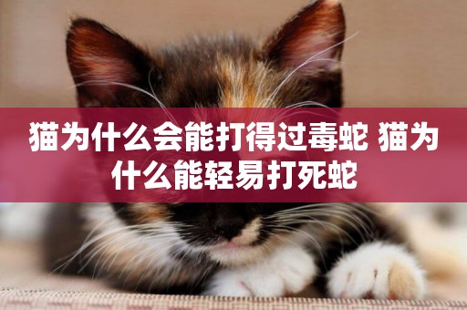 貓為什么會能打得過毒蛇 貓為什么能輕易打死蛇