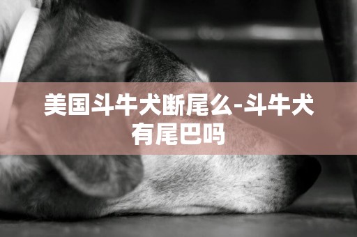 美國斗牛犬斷尾么-斗牛犬有尾巴嗎