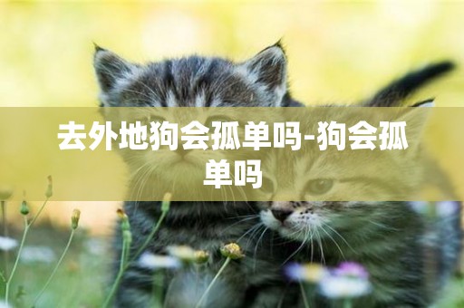 去外地狗會孤單嗎-狗會孤單嗎