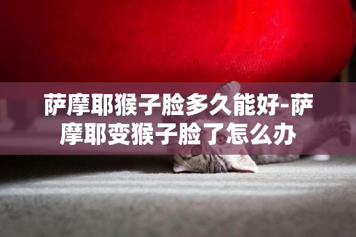薩摩耶猴子臉多久能好-薩摩耶變猴子臉了怎么辦