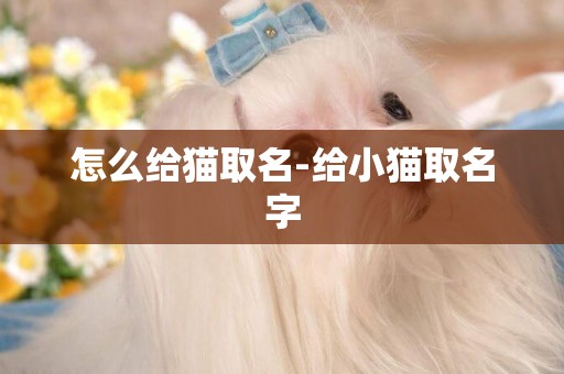 怎么給貓取名-給小貓取名字