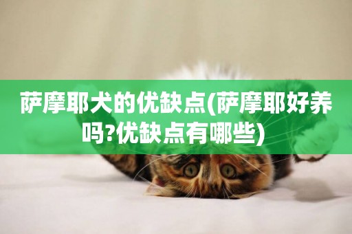 薩摩耶犬的優缺點(薩摩耶好養嗎?優缺點有哪些) 
