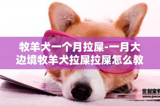 牧羊犬一個月拉屎-一月大邊境牧羊犬拉屎拉屎怎么教