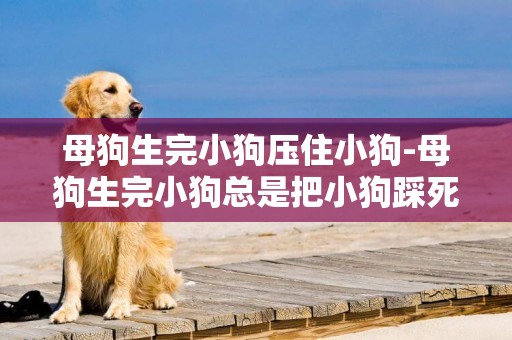 母狗生完小狗壓住小狗-母狗生完小狗總是把小狗踩死或是壓死，應該怎么辦？