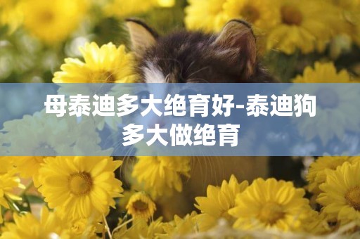 母泰迪多大絕育好-泰迪狗多大做絕育
