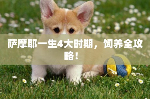 薩摩耶一生4大時期，飼養全攻略！ 