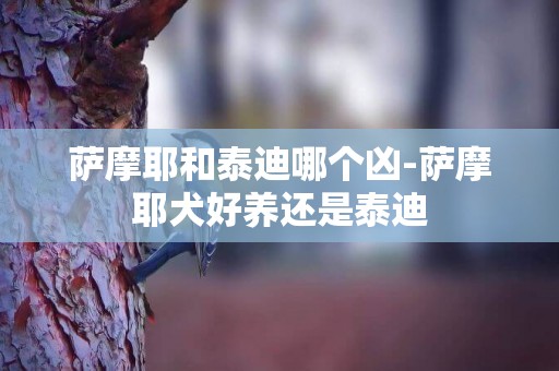 薩摩耶和泰迪哪個兇-薩摩耶犬好養還是泰迪