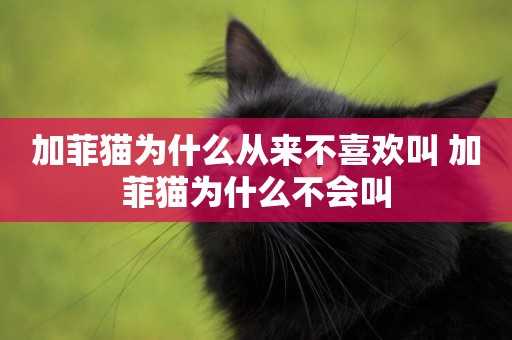 加菲貓為什么從來不喜歡叫 加菲貓為什么不會叫
