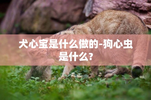 犬心寶是什么做的-狗心蟲是什么?