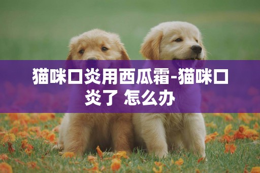 貓咪口炎用西瓜霜-貓咪口炎了 怎么辦