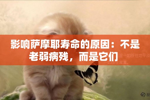 影響薩摩耶壽命的原因：不是老弱病殘，而是它們 