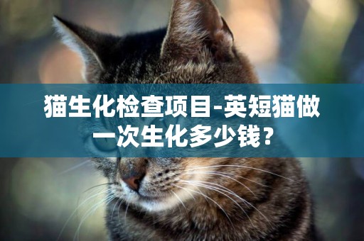 貓生化檢查項目-英短貓做一次生化多少錢？