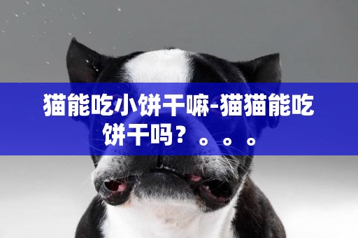 貓能吃小餅干嘛-貓貓能吃餅干嗎？。。。