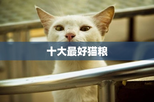 十大最好貓糧
