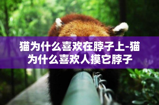 貓為什么喜歡在脖子上-貓為什么喜歡人摸它脖子