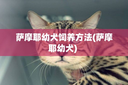 薩摩耶幼犬飼養方法(薩摩耶幼犬) 