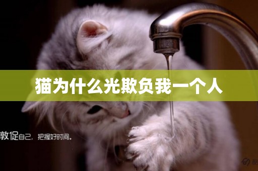貓為什么光欺負我一個人