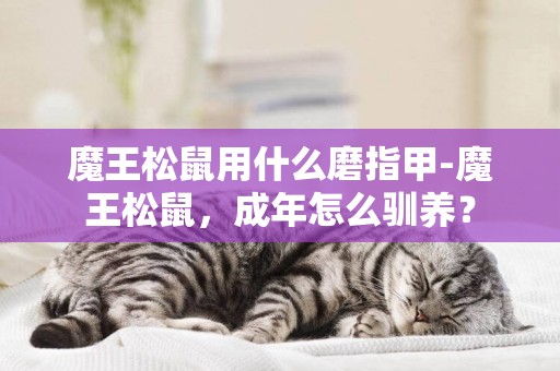 魔王松鼠用什么磨指甲-魔王松鼠，成年怎么馴養？