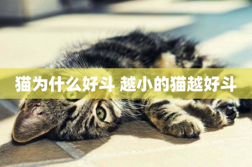 貓為什么好斗 越小的貓越好斗
